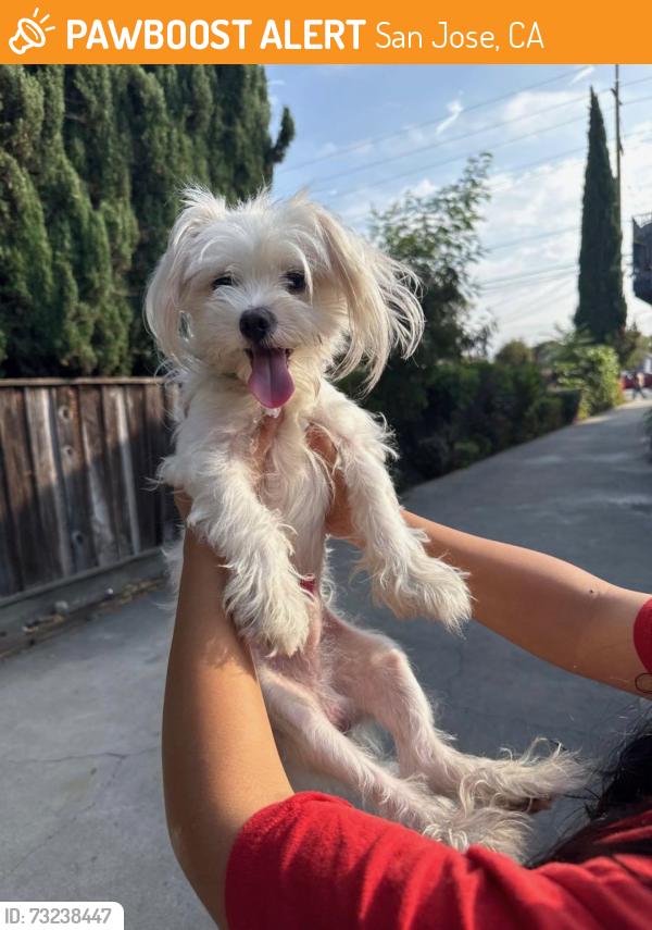 Found/Stray Male Dog last seen walgreens, seven eleven, plata arroyo park, San Jose, CA 95116