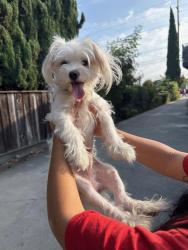 Found/Stray Male Dog last seen walgreens, seven eleven, plata arroyo park, San Jose, CA 95116