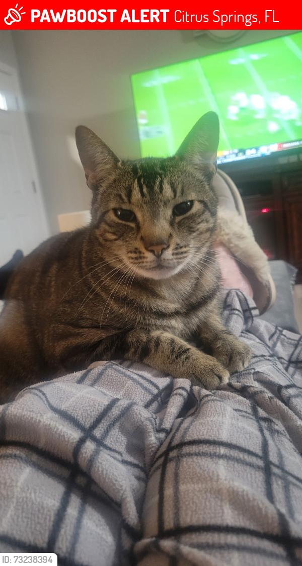 Lost Male Cat last seen N Spikes Way Dunnellon Florida 34434, Citrus Springs, FL 34434
