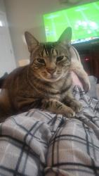 Lost Male Cat last seen N Spikes Way Dunnellon Florida 34434, Citrus Springs, FL 34434