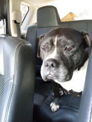 Found/Stray Female Dog last seen Mooresville Rd, Indianapolis, IN 46221