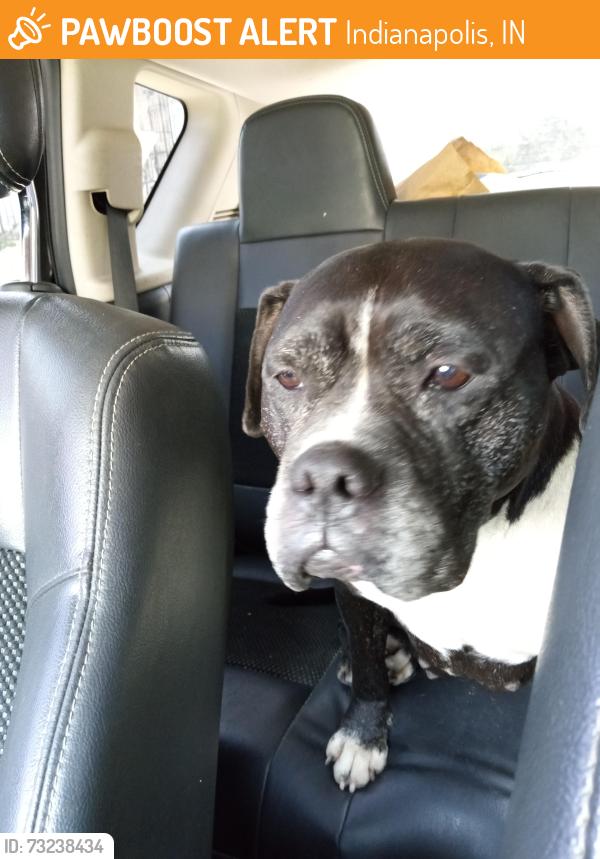 Found/Stray Female Dog last seen Mooresville Rd, Indianapolis, IN 46221