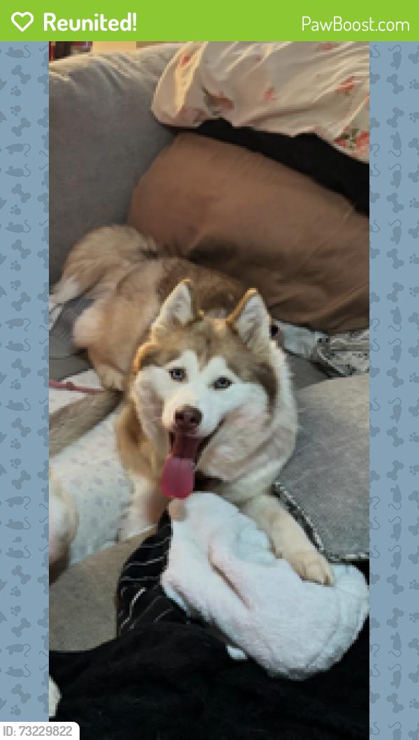 Reunited Female Dog last seen Main street near circle l downtown, Hampton, GA 30228