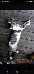 Lost Male Cat last seen Sherwood MHP, Reindeer Circle, Piney Green, NC 28544