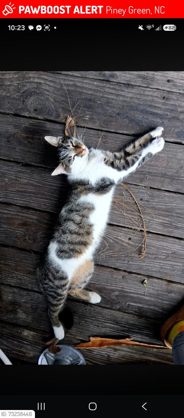 Lost Male Cat last seen Sherwood MHP, Reindeer Circle, Piney Green, NC 28544