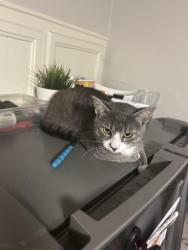 Reunited Male Cat last seen Near Valley Oak Drive in an open field, Clemmons, NC 27012