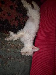 Lost Female Dog last seen Alderberry and Black Forest, Tucson, AZ 85756