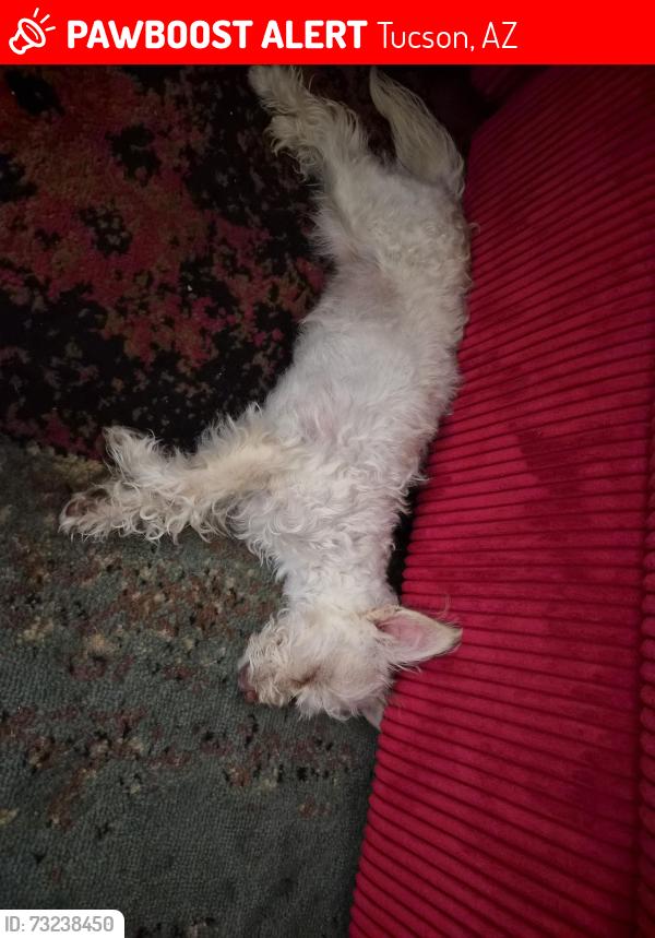 Lost Female Dog last seen Alderberry and Black Forest, Tucson, AZ 85756