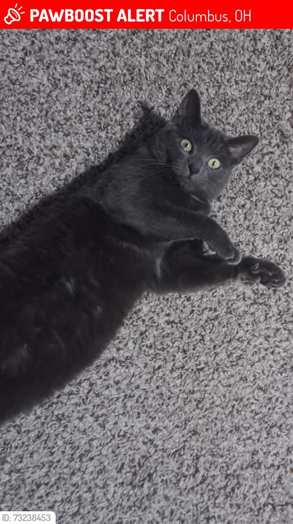 Lost Female Cat last seen Hayden Rd., Bravo! Italian Kitchen, Sawmill Ravine, Columbus, OH 43235