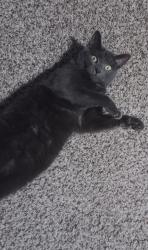 Lost Female Cat last seen Hayden Rd., Bravo! Italian Kitchen, Sawmill Ravine, Columbus, OH 43235