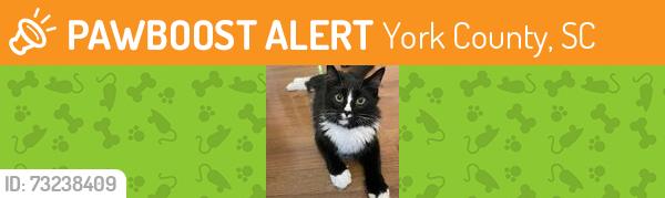 Found/Stray Male Cat last seen Sweetgum Dr. and Cedar Hollow (in Dogwood Hills @Regent Park), York County, SC 29715