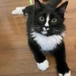 Found/Stray Male Cat last seen Sweetgum Dr. and Cedar Hollow (in Dogwood Hills @Regent Park), York County, SC 29715