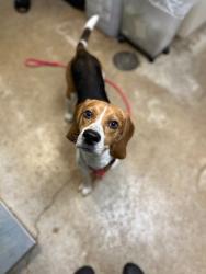 Shelter Stray Male Dog last seen Bexar County, 3353 Morningside Dr, New Braunfels, TX 78132, USA