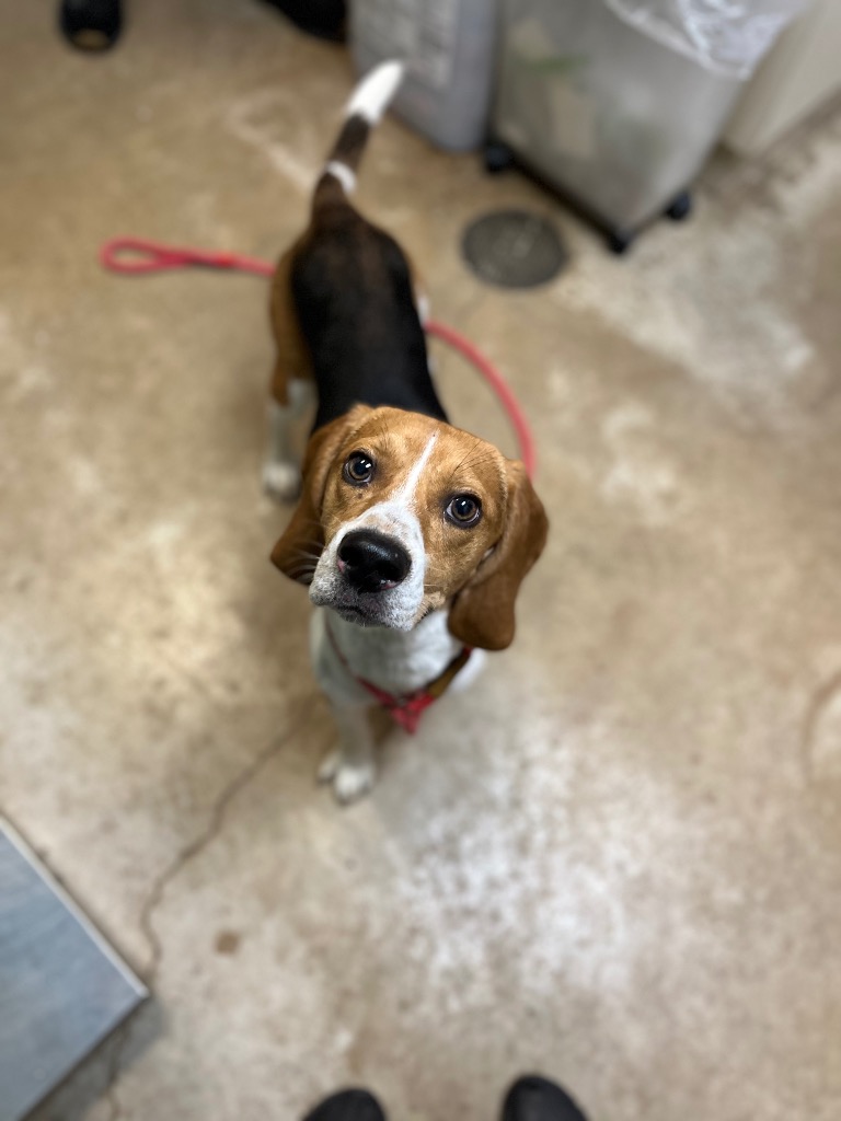 Shelter Stray Male Dog last seen Bexar County, 3353 Morningside Dr, New Braunfels, TX 78132, USA