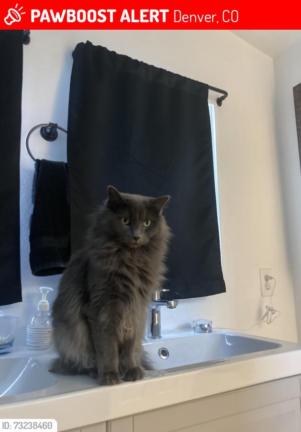 Lost Male Cat last seen 34th and Navajo, Denver, CO 80211