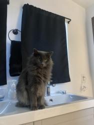 Lost Male Cat last seen 34th and Navajo, Denver, CO 80211
