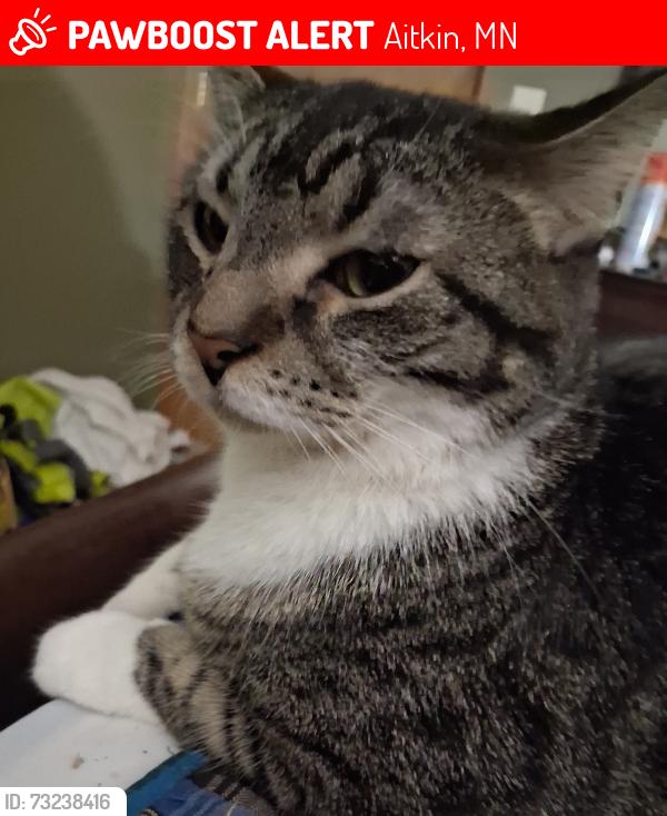 Lost Male Cat last seen Round lake 45600 220th aitkin mn 56431, Aitkin, MN 56431