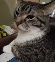 Lost Male Cat last seen Round lake 45600 220th aitkin mn 56431, Aitkin, MN 56431