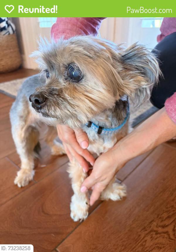 Reunited Female Dog last seen Sheppards crook court, Holiday, FL 34691