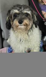 Reunited Male Dog last seen Yearling Rd, Columbus, OH 43213