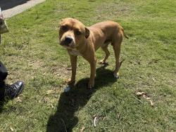Found/Stray Male Dog last seen Northstar Drive / Mays Avenue / Sentry Street, Columbus, GA 31907