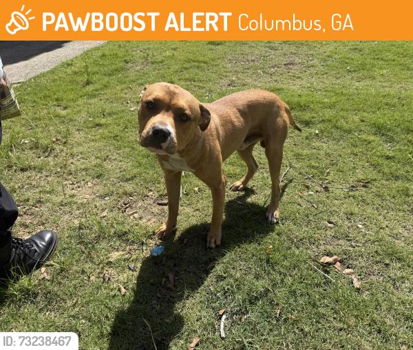 Found/Stray Male Dog last seen Northstar Drive / Mays Avenue / Sentry Street, Columbus, GA 31907