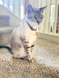 Lost Male Cat last seen Near Vineyard lane, McKinney, TX 75070