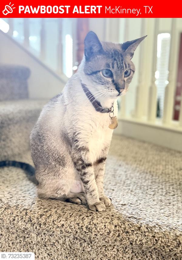 Lost Male Cat last seen Near Vineyard lane, McKinney, TX 75070