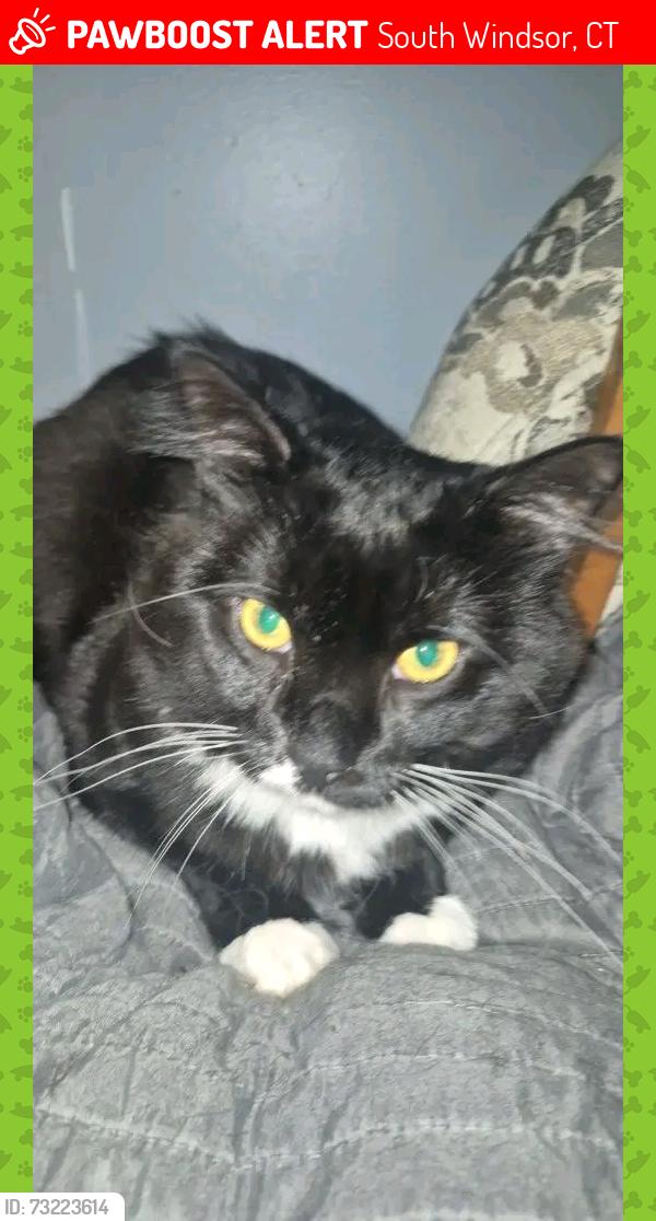 Lost Male Cat last seen Near strong rd south windsor ct 06074, South Windsor, CT 06074