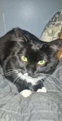 Lost Male Cat last seen Near strong rd south windsor ct 06074, South Windsor, CT 06074