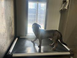 Shelter Stray Male Dog last seen 17TH / PEARL, 1640 9th St, Santa Monica, CA 90404, USA