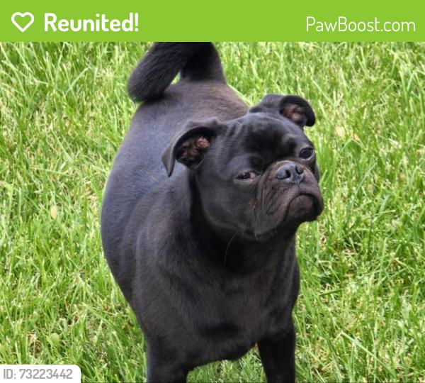 Reunited Male Dog last seen Northampton & Tiverton, Lexington, KY 40517