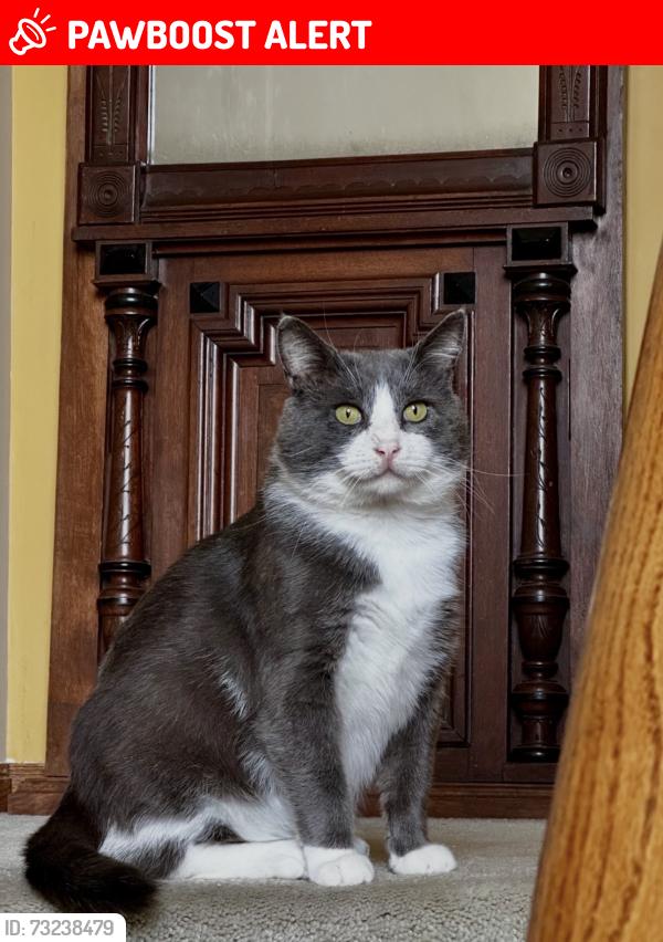 Lost Male Cat last seen Route 44, Stafford and Snow Roads, Auburn Township, OH 44023