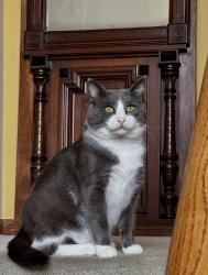 Lost Male Cat last seen Route 44, Stafford and Snow Roads, Auburn Township, OH 44023