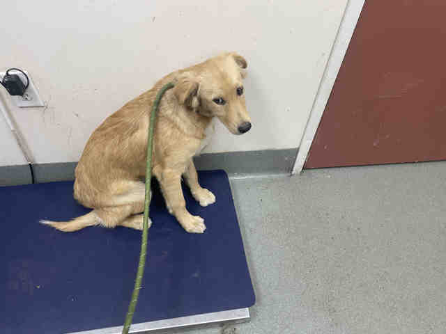 Shelter Stray Female Dog last seen 4S RANCH, 2481 Palomar Airport Rd, Carlsbad, CA 92011, USA