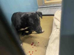 Shelter Stray Male Dog last seen 4S RANCH, 2481 Palomar Airport Rd, Carlsbad, CA 92011, USA
