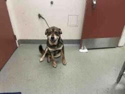 Shelter Stray Male Dog last seen VIA DEL GAVILON, 2481 Palomar Airport Rd, Carlsbad, CA 92011, USA