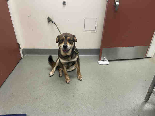 Shelter Stray Male Dog last seen VIA DEL GAVILON, 2481 Palomar Airport Rd, Carlsbad, CA 92011, USA