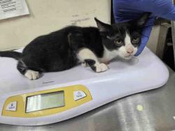 Shelter Stray Female Cat last seen ROBERTSON FALLBROOK, 2481 Palomar Airport Rd, Carlsbad, CA 92011, USA