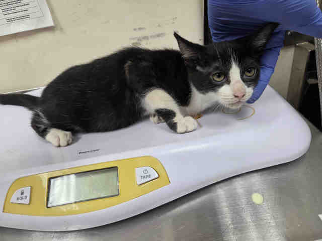Shelter Stray Female Cat last seen ROBERTSON FALLBROOK, 2481 Palomar Airport Rd, Carlsbad, CA 92011, USA