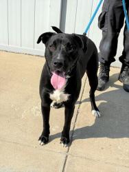 Shelter Stray Male Dog last seen Near BLOCK ALGONQUIN PKWY, 3528 Newburg Rd, Louisville, KY 40218, USA