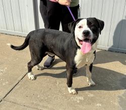 Shelter Stray Male Dog last seen Near BLOCK CORNFLOWER RD, 3528 Newburg Rd, Louisville, KY 40218, USA