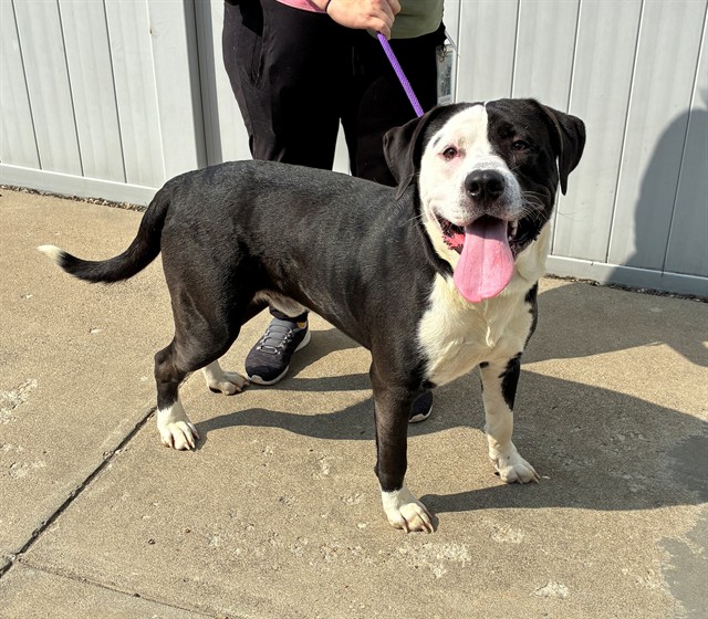 Shelter Stray Male Dog last seen Near BLOCK CORNFLOWER RD, 3528 Newburg Rd, Louisville, KY 40218, USA