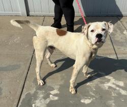 Shelter Stray Male Dog last seen Near BLOCK SPRING CREEK CT, 3528 Newburg Rd, Louisville, KY 40218, USA
