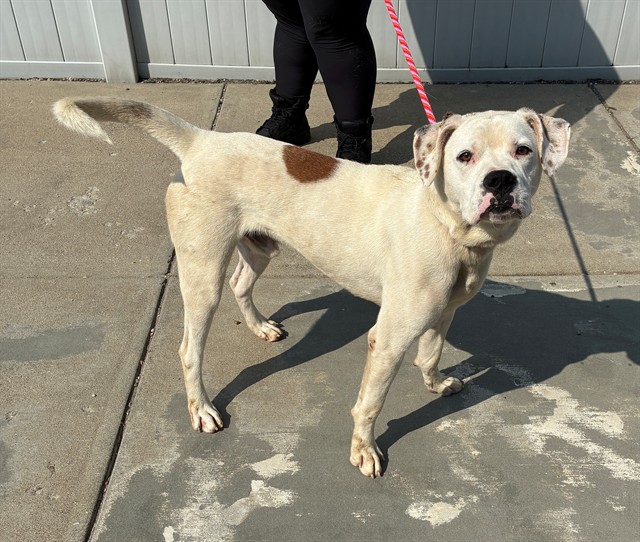 Shelter Stray Male Dog last seen Near BLOCK SPRING CREEK CT, 3528 Newburg Rd, Louisville, KY 40218, USA