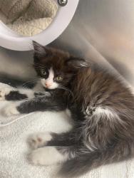 Shelter Stray Female Cat last seen Near BLOCK LIVERNOIS AVE, DETROIT MI 48238, 7401 Chrysler Dr, Detroit, MI 48211, USA