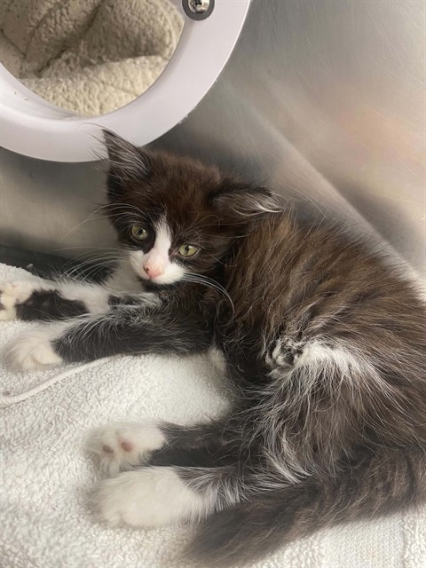 Shelter Stray Female Cat last seen Near BLOCK LIVERNOIS AVE, DETROIT MI 48238, 7401 Chrysler Dr, Detroit, MI 48211, USA