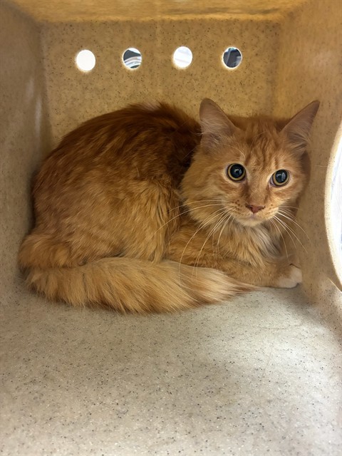 Shelter Stray Unknown Cat last seen Near BLOCK VICKIE LN, SPARKS NV 89431, 2825 Longley Ln Suite A, Reno, NV 89502, USA