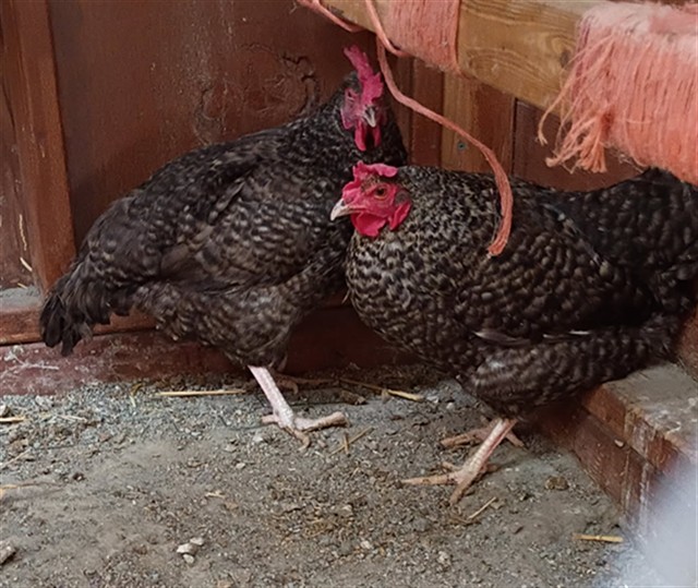 Shelter Stray Unknown Livestock last seen Near BLOCK VISTA BLVD, SPARKS NV 89434, 2825 Longley Ln Suite A, Reno, NV 89502, USA