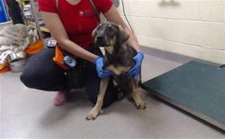 Shelter Stray Male Dog last seen Near BLOCK W BAYAUD AVE, DENVER CO 80223, 1241 W Bayaud Ave, Denver, CO 80223, USA